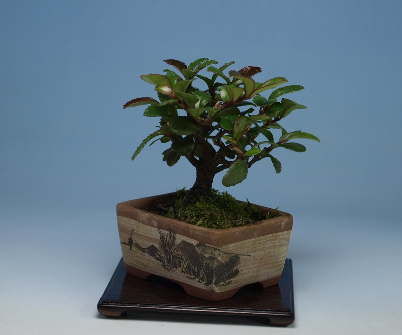 ヒサカキ・ハマヒサカキ | 小品盆栽てのり樹工房