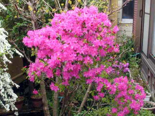 ヨシノツツジ（吉野躑躅）