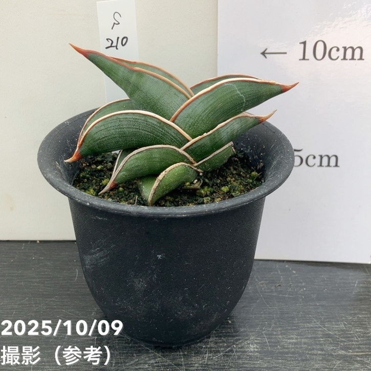 楽天市場】サンセベリア ロリダの通販