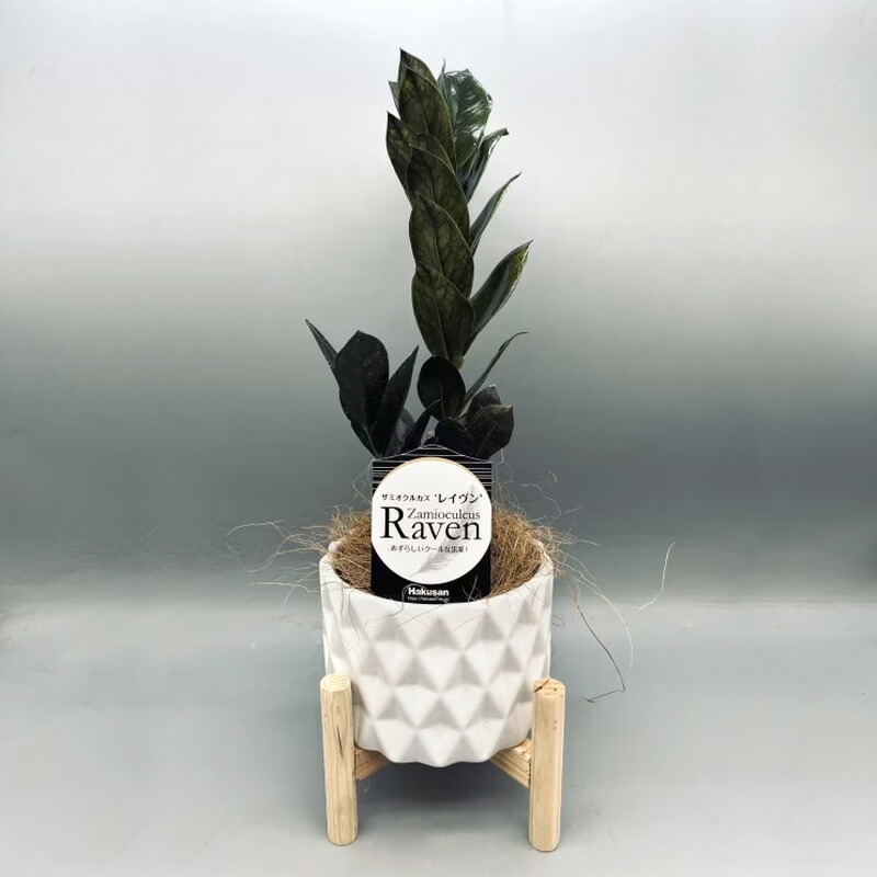 ザミオクルカス」の人気商品一覧 | 安い商品を通販サイトから探す