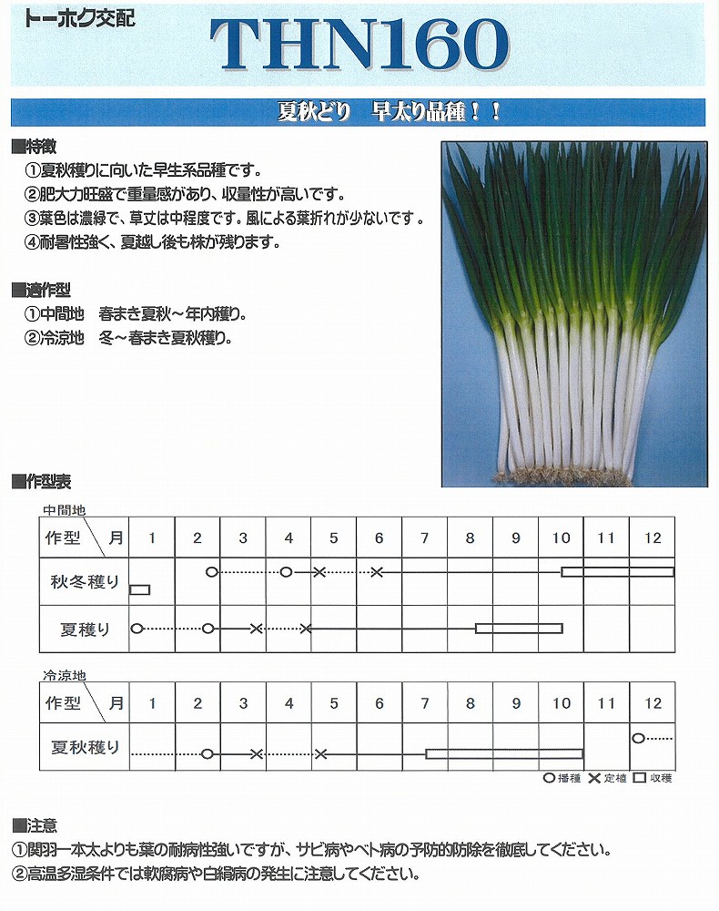 楽天市場】【ネギ】F1項羽一本太（THN160）〔トーホク交配〕/1dl