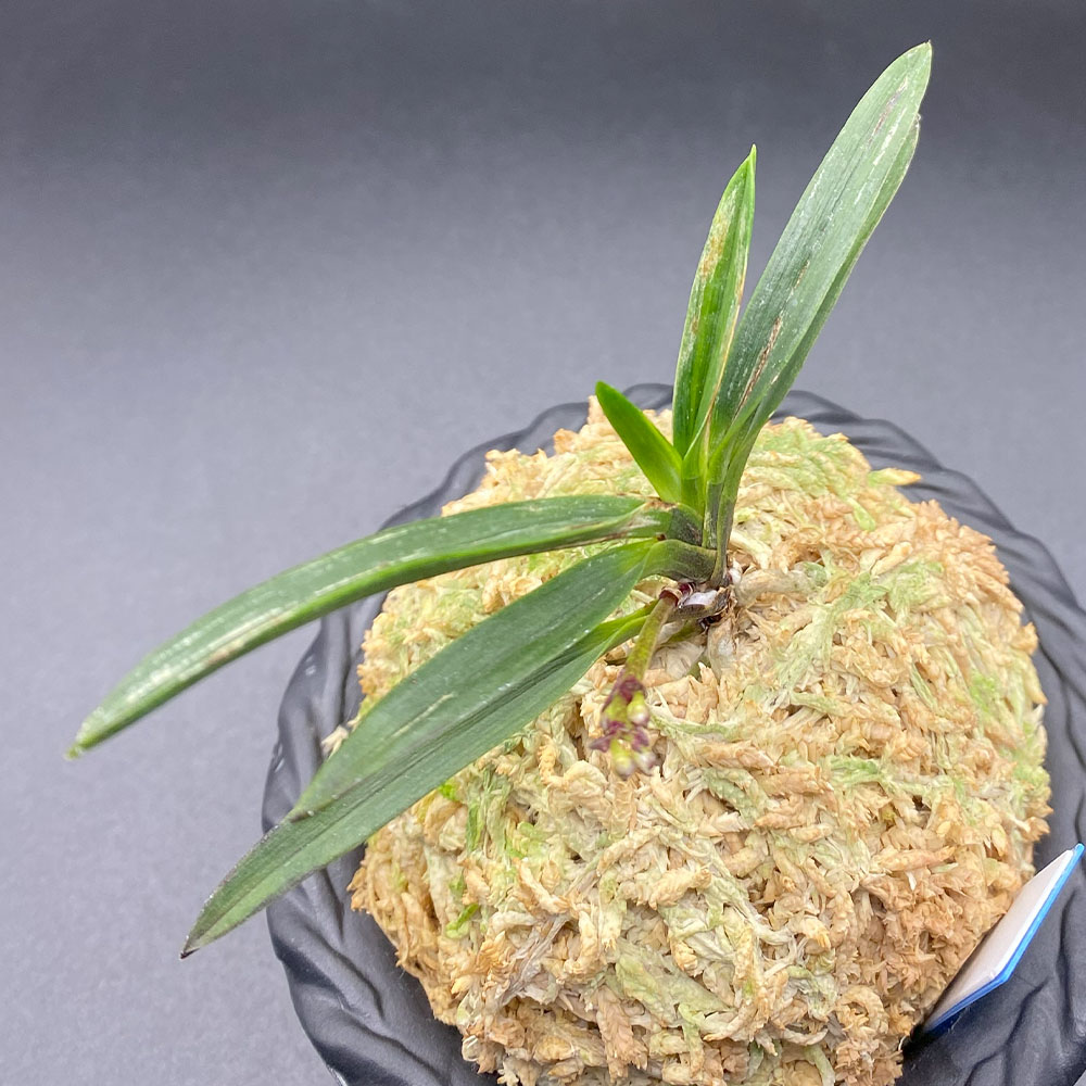 楽天市場】【2個同時購入10％OFFクーポン配布中】 富貴蘭 黒牡丹