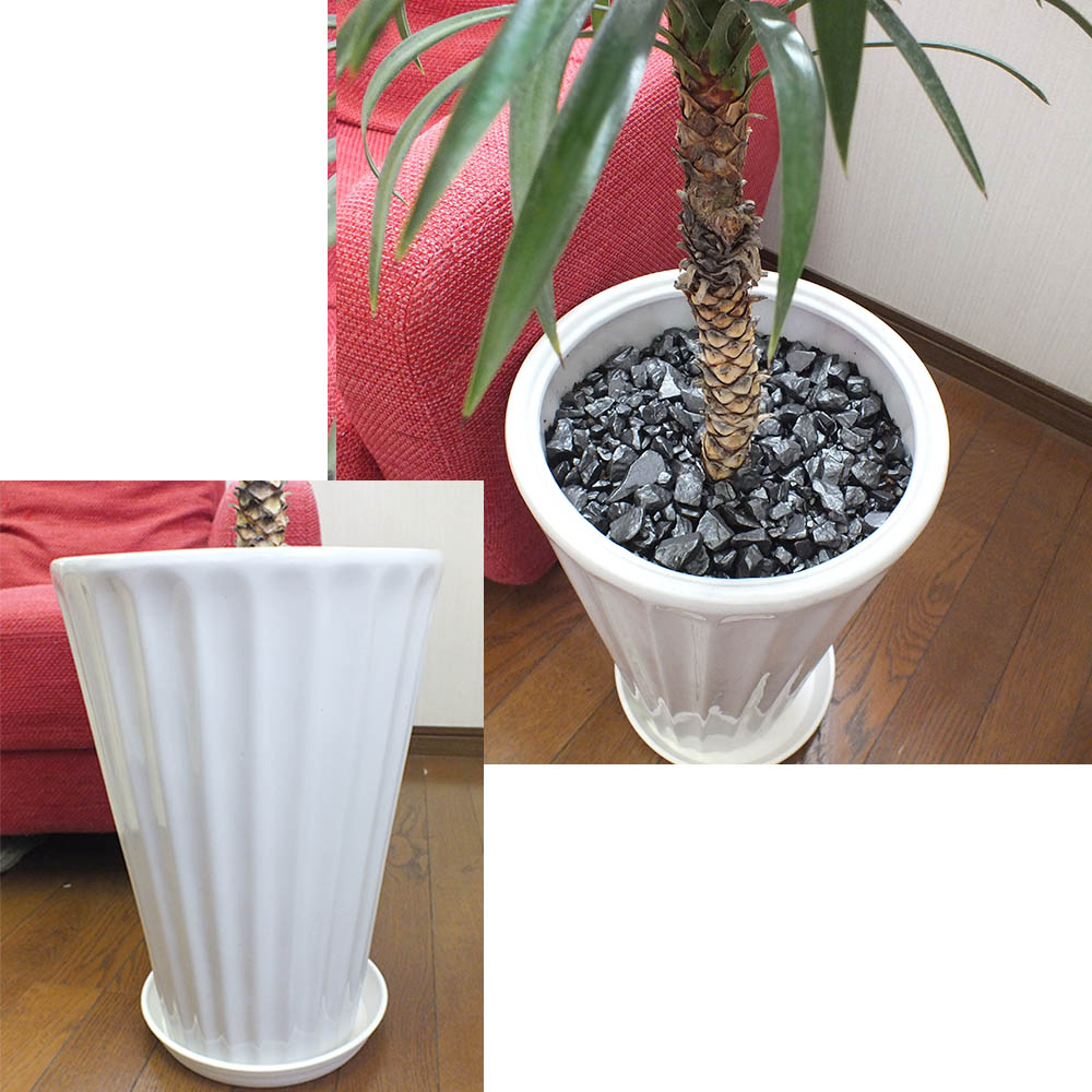 楽天市場】【2個同時購入10％OFFクーポン配布中】 観葉植物 【希少品種