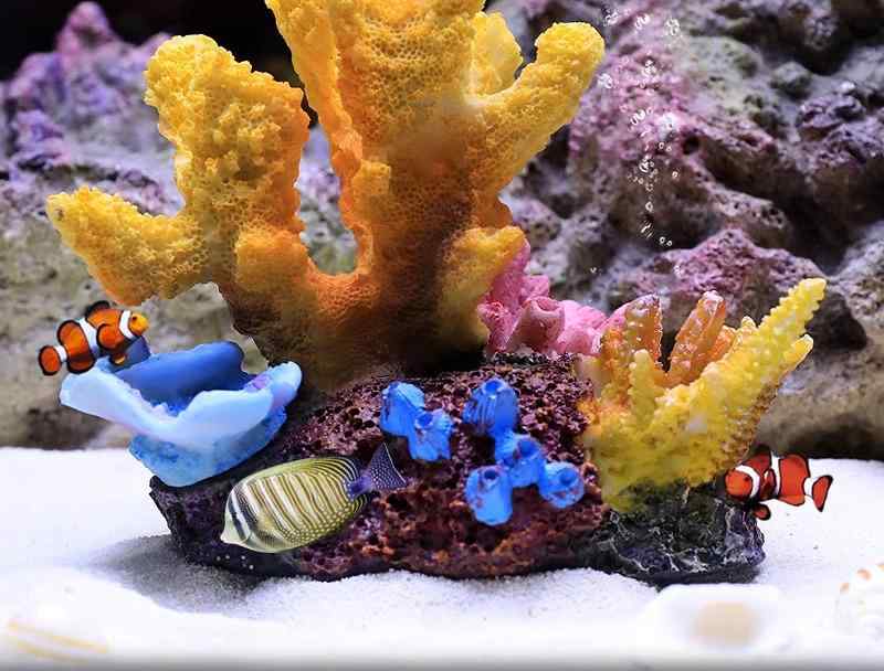 楽天市場】カメ 珊瑚の通販