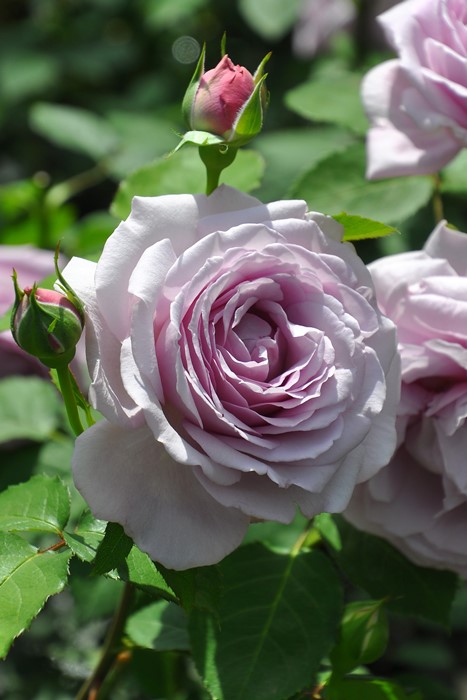 楽天市場】バラ苗【中苗】シャルム 国産苗 6号鉢植え品［農林水産省