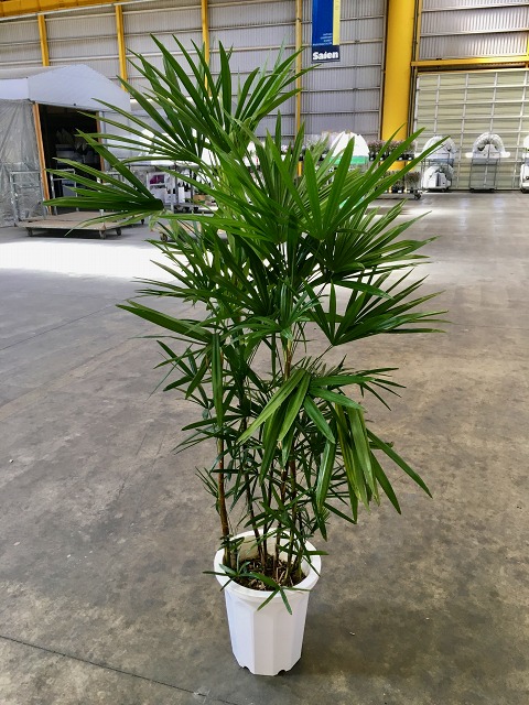 楽天市場】シュロチク 10号 シュロ竹 観葉植物 棕櫚竹 鉢植え 販売 苗