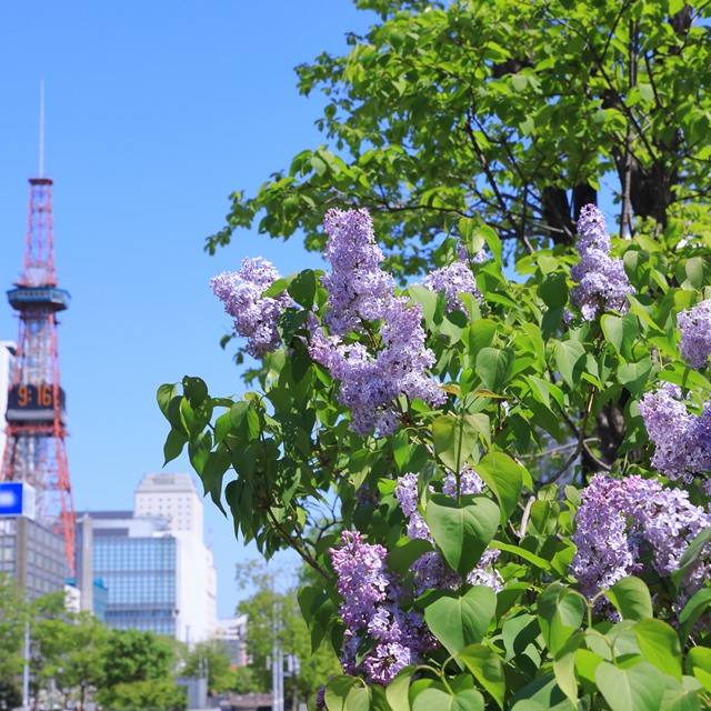 楽天市場】【ハシドイ属】ライラック プレジデントグレビー接木苗4号