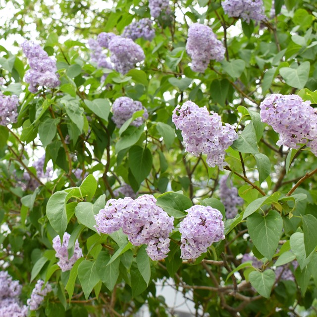 楽天市場】【ハシドイ属】ライラック プレジデントグレビー接木苗4号