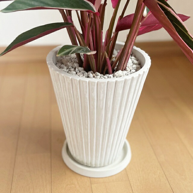 ボリューム ストロマンテ トリオスター 7号鉢 単品 ca28-11