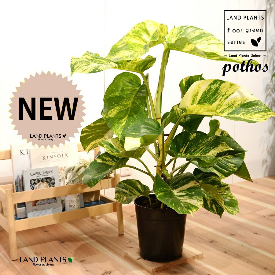 楽天市場】ポトス（大葉：グランデ） 苗木 7号 プラスチック ポット苗