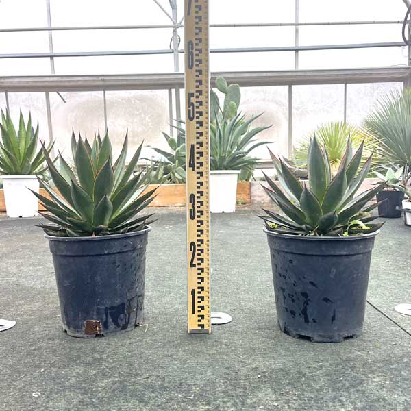 楽天市場】アガベ ブルーグロー お祝 新築祝い 開店祝い 記念樹 ドライ