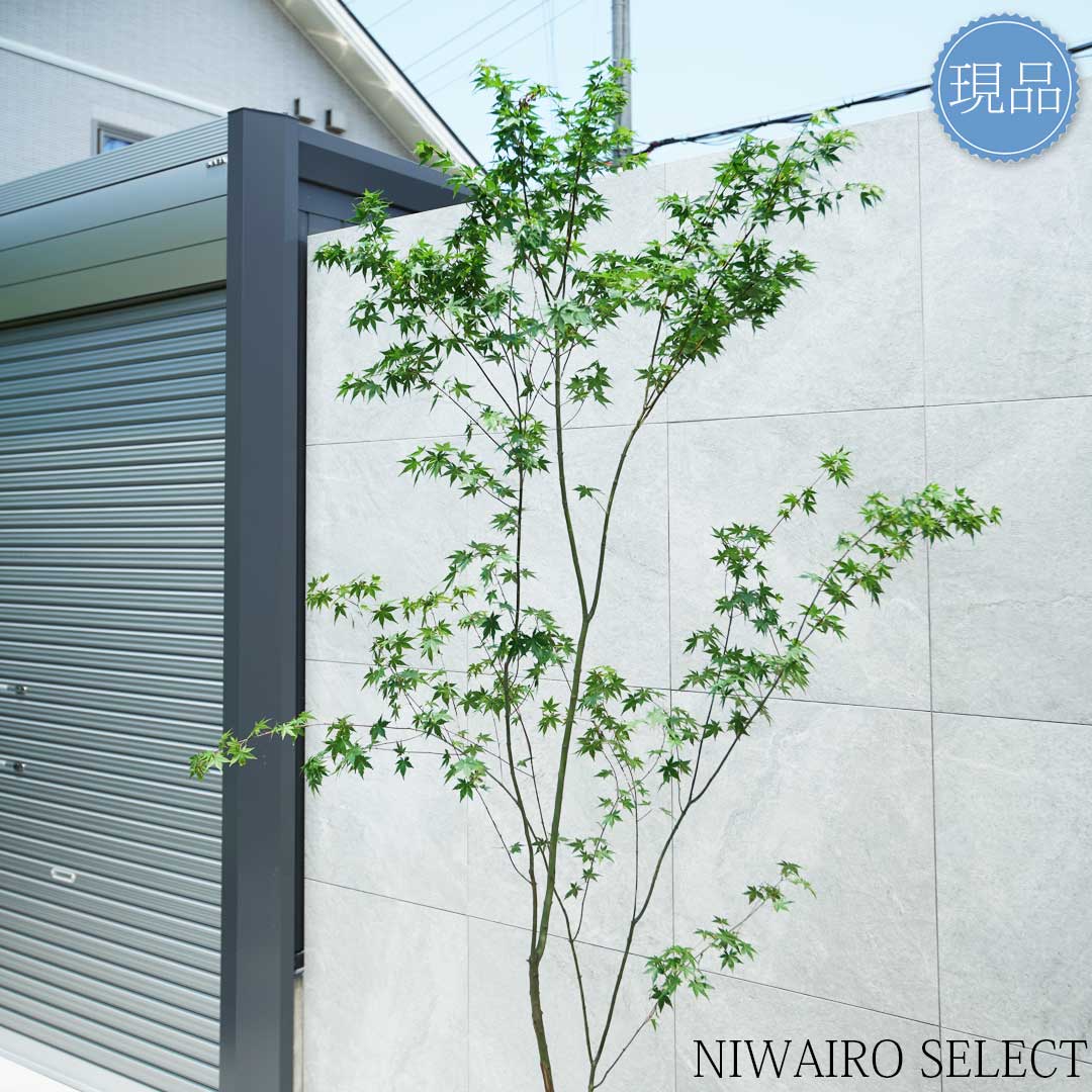 楽天市場】【現品】山採り【イロハモミジ】紅葉 自然風樹形 樹高H≒230