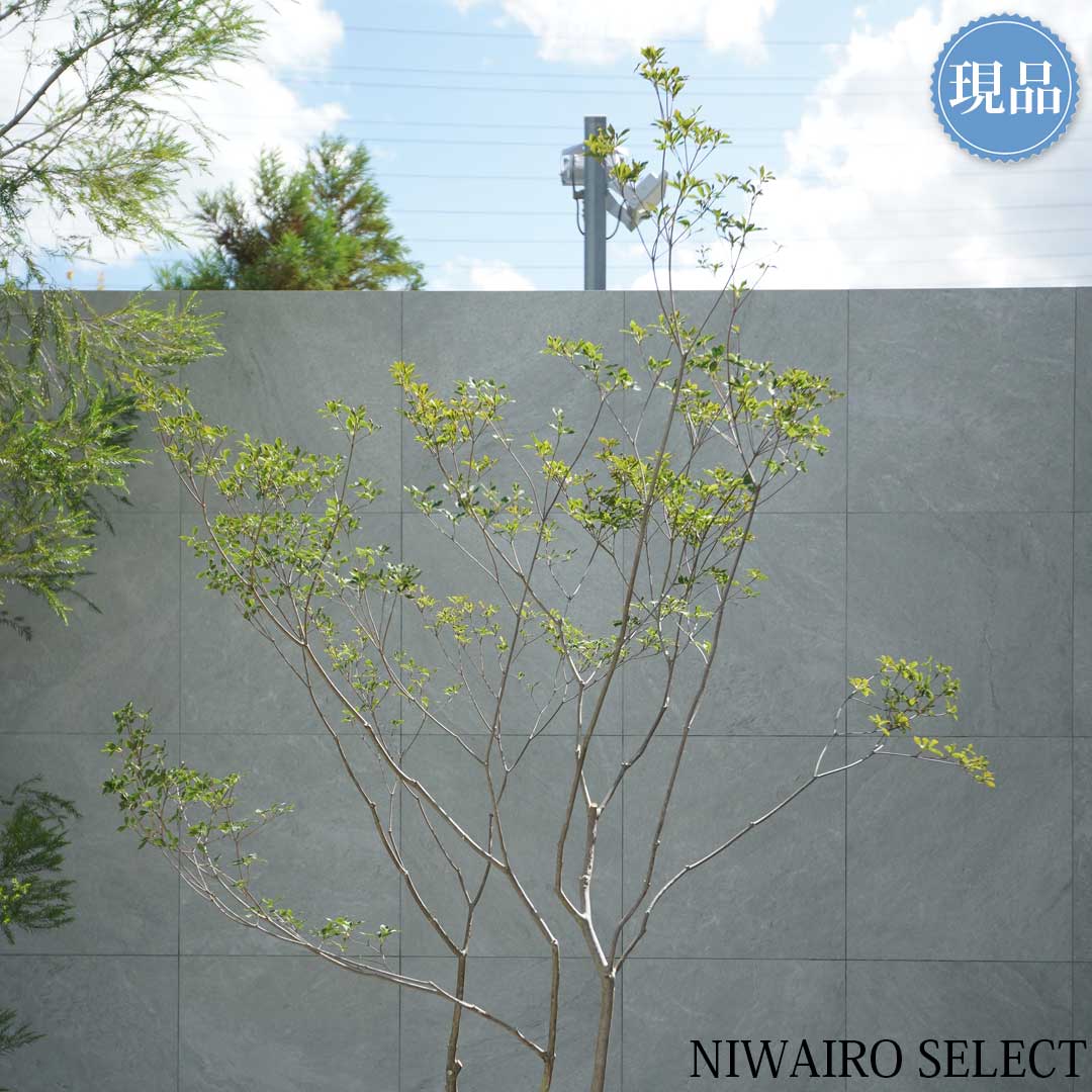 楽天市場】【現品】鉢植え 山採り【大型ドウダンツツジ】灯台躑躅 本株