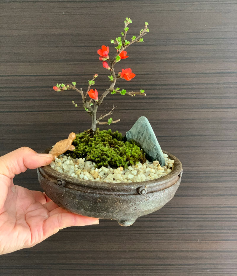 楽天市場】盆栽 長寿梅 紅花 紅長寿梅 亀付き 紅長寿梅の盆栽 信楽茶鉢