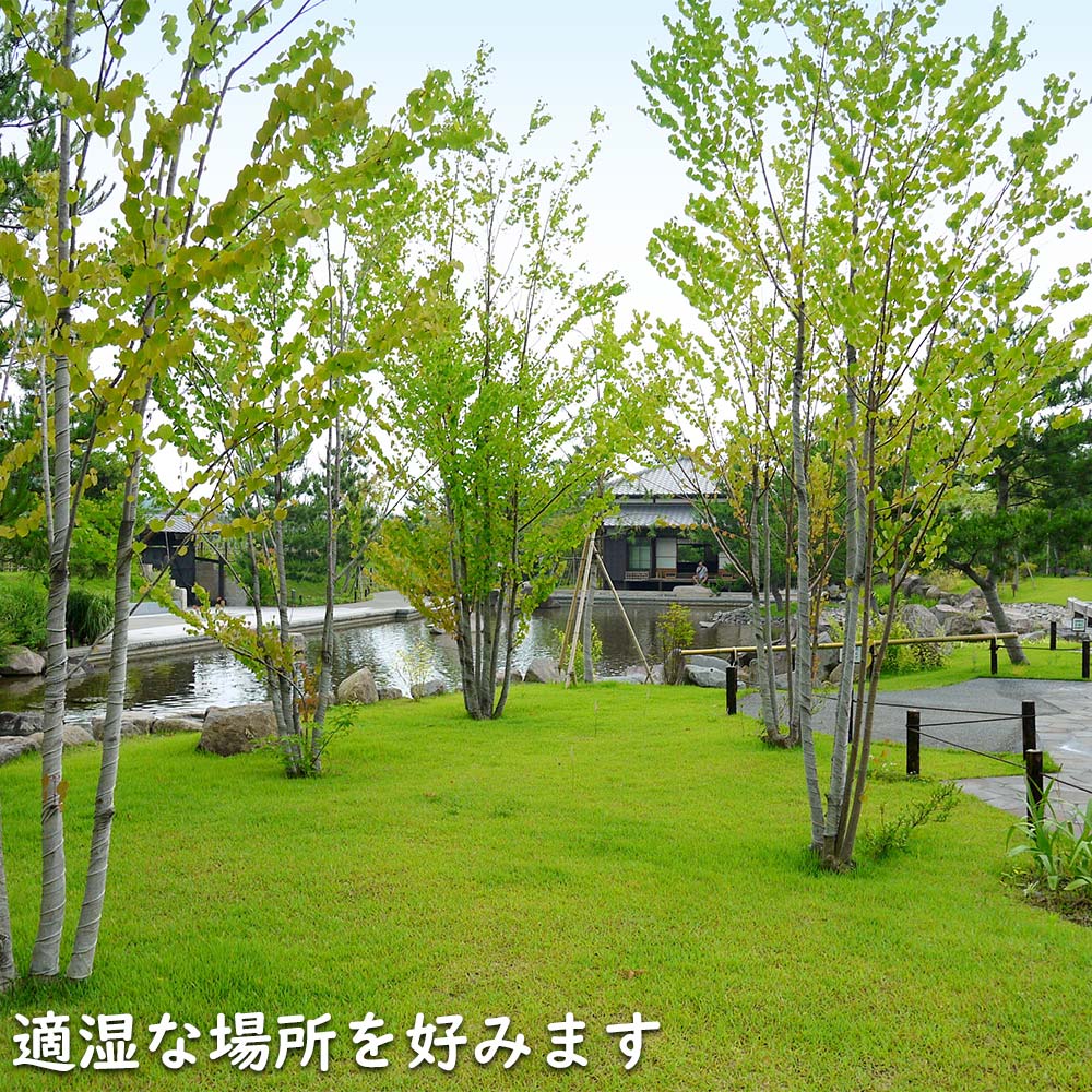 楽天市場】カツラ 単木 2m 露地 苗木 : トオヤマグリーン