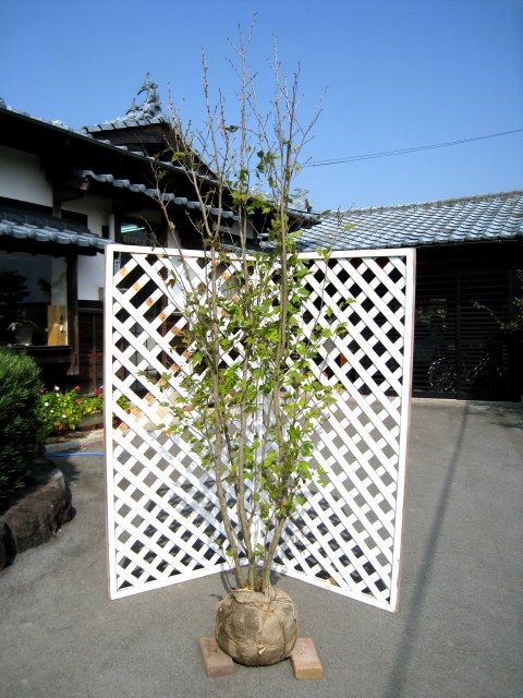 楽天市場】シロモジ 株立ち 1.7m 露地 2本 苗木 : トオヤマグリーン