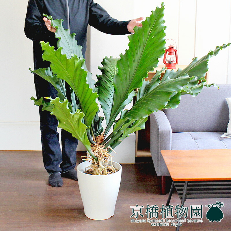 楽天市場】【1日はP7倍！】アンスリウム・フーケリー 10号【観葉植物