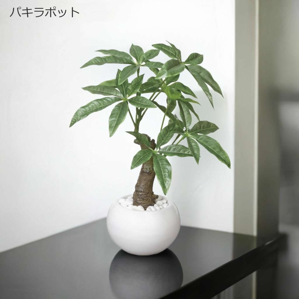 楽天市場】光触媒 光の楽園 ミニ観葉植物ポット 選べる2タイプ パキラ