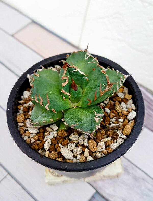 楽天市場】【花苗】アガベ チタノタ 魔丸 10.5cmポット 1苗 : Ivy