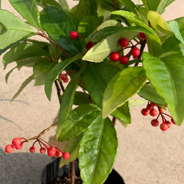 楽天市場】現品苗木□常緑小低木 観葉：万両(マンリョウ)□一両・十両