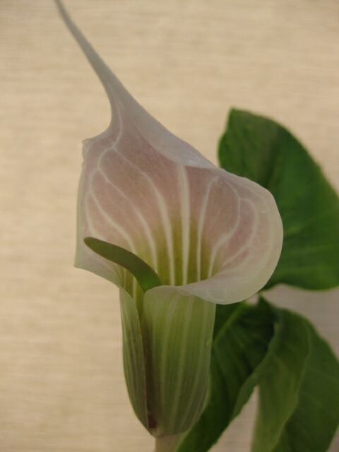 楽天市場】【送料無料】夏の山野草 桃色テンナンショウ キャンディディ