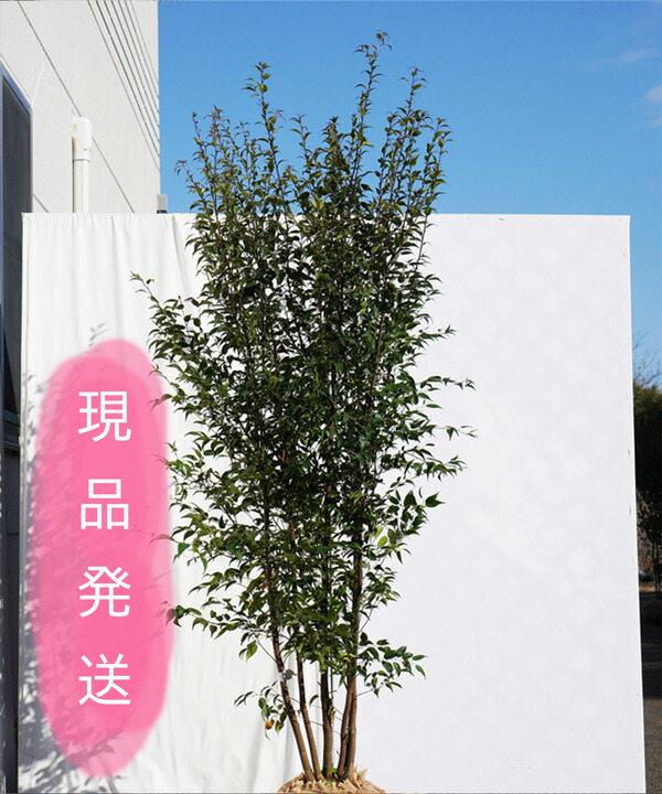 楽天市場】オトコヨウゾメ（山採り天然木） 株立 2.8m程度（根鉢含まず