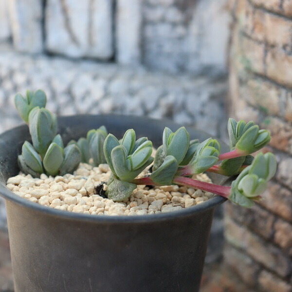 楽天市場】楽園 7頭 TK-10-37 コノフィツム 写真の子をお届け 多肉植物