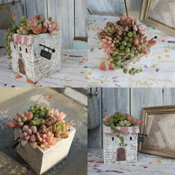 楽天市場】多肉植物 寄せ植え ミニショップ鉢 お家型 陶器鉢 完成品 1