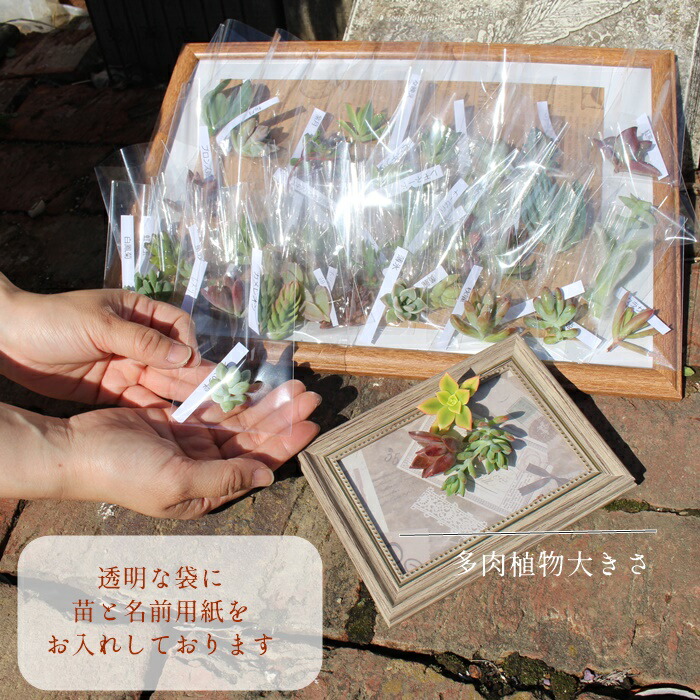 楽天市場】多肉植物 苗 20個セット Sサイズ 名前付き カット苗