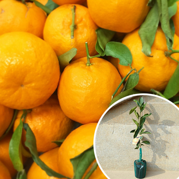 ポンカン 苗」の人気商品一覧 | 安い商品を通販サイトから探す - 価格.com