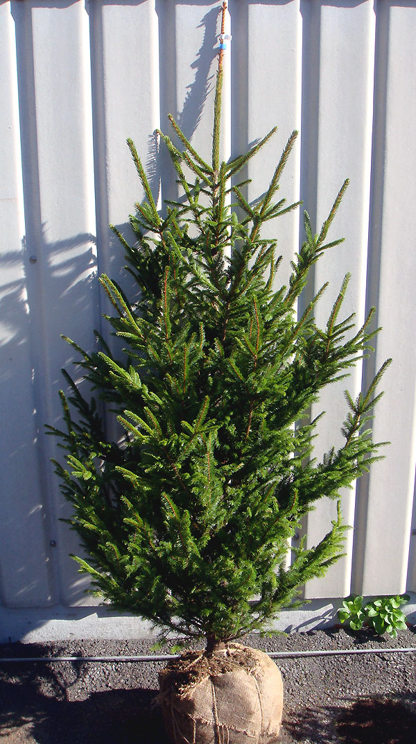 楽天市場】もみの木で本物のクリスマスツリーを作りたい1，5m以上