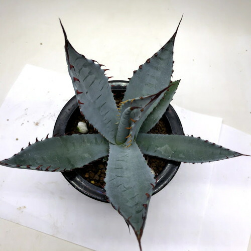 楽天市場】多肉植物：アガベ 屈原の舞扇*L 幅16cm : 遊恵盆栽 楽天市場店