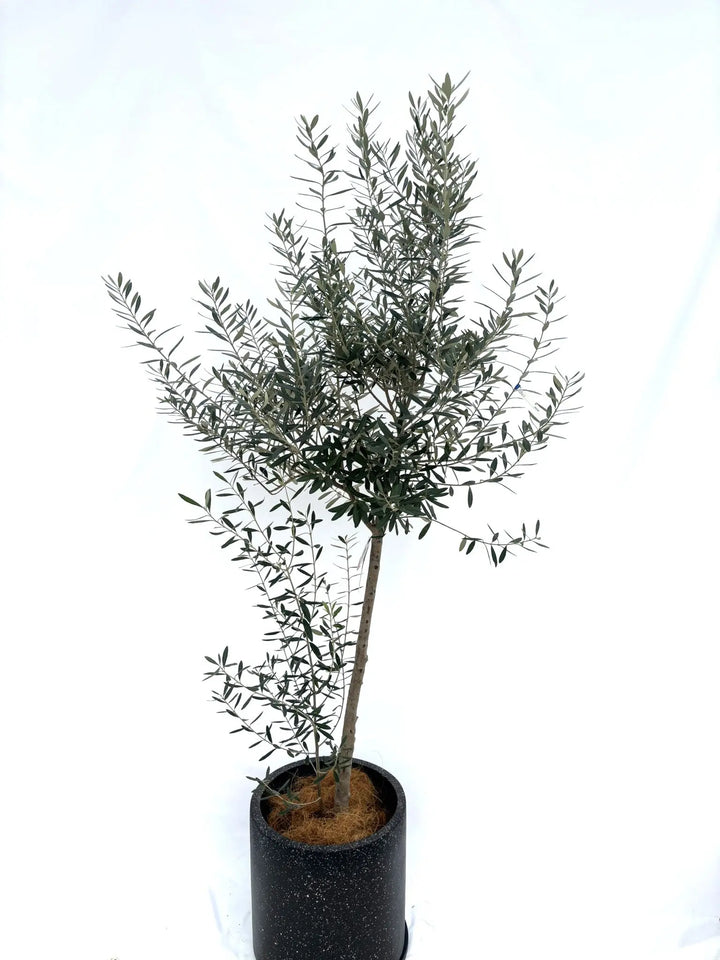 シプレシーノ Lサイズ 約200cm NO.10325 オリーブの木 - 株式会社鶴亀園
