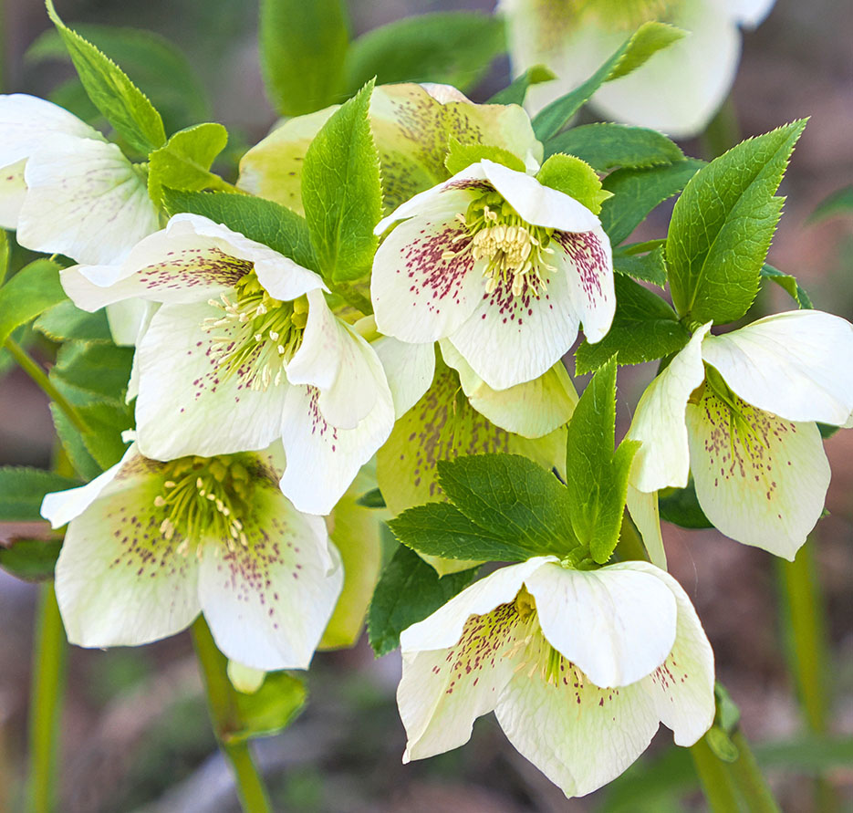 クリスマスローズの育て方 - 園芸特集 - 株式会社 東 商