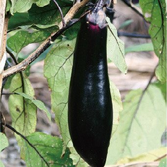 ナス 菜園編 - 園芸特集 - 株式会社 東 商