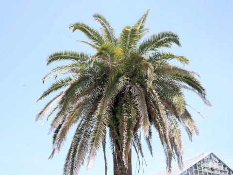 カナリーヤシ (Phoenix canariensis)