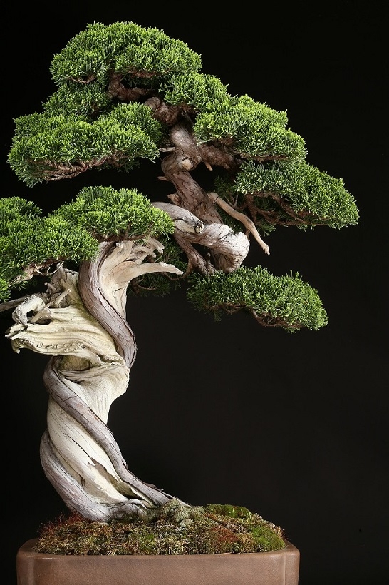 真柏 約200年 | 雨竹亭オンラインショップ