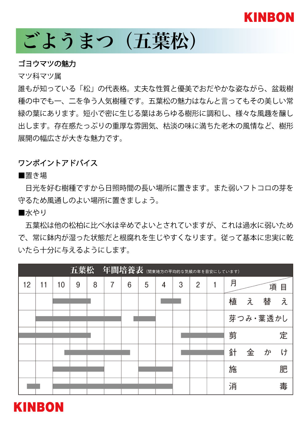 五葉松〔福娘〕 | 盆栽、盆栽書籍、盆栽鉢の通販│近代出版