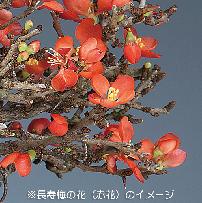 長寿梅（赤花） | 盆栽、盆栽書籍、盆栽鉢の通販│近代出版