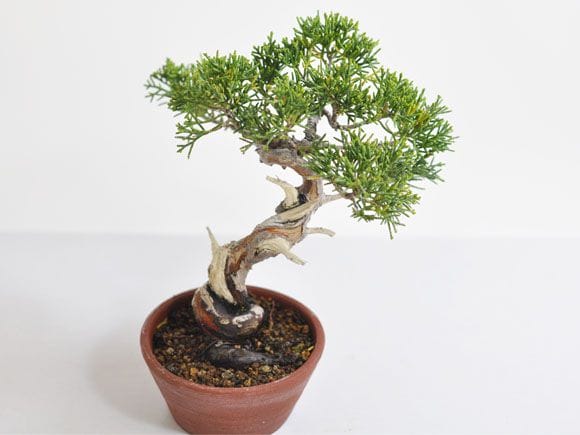 真柏 1点もの No.310の盆栽を販売｜入門は盆栽妙 – 盆栽妙 本店