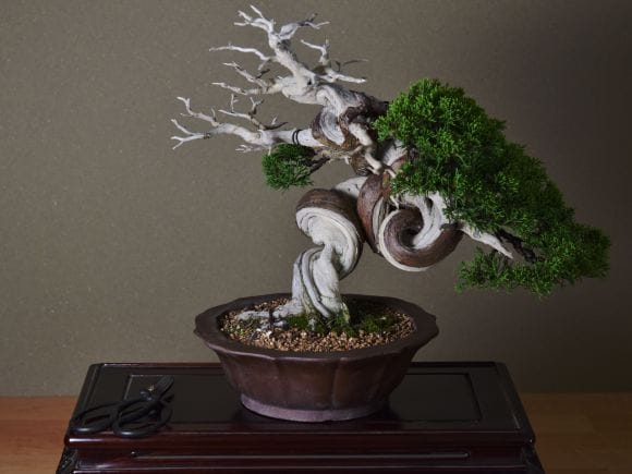 匠の盆栽】真柏 1点もの No.254【平松浩二】の盆栽を販売｜盆栽妙