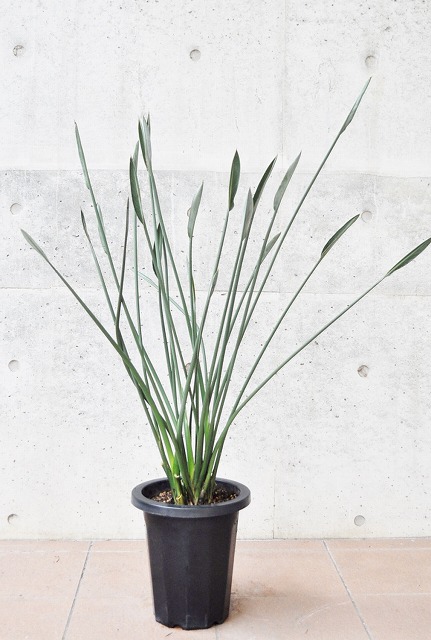 ノンリーフ・ストレリチア（ストレリチア・ユンケア）