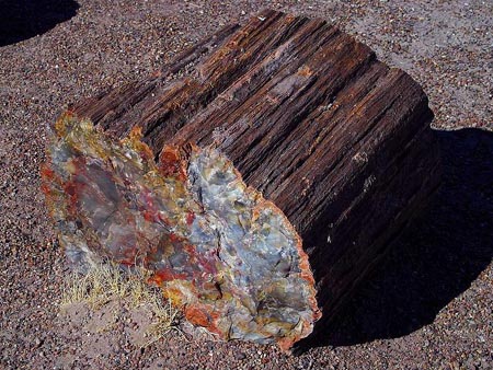 縦40センチ弱、重量16キログラム超えの巨大な珪化木（Petrified