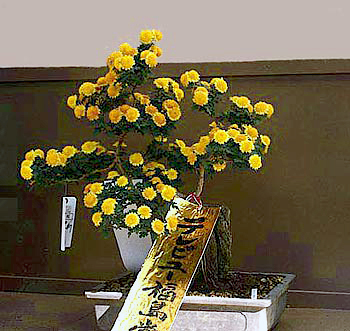 日本の華「キク」 -- 公益社団法人農林水産・食品産業技術振興協会 --