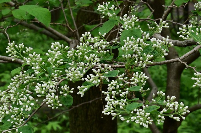サワフタギ（ハイノキ科）｜素人植物図鑑