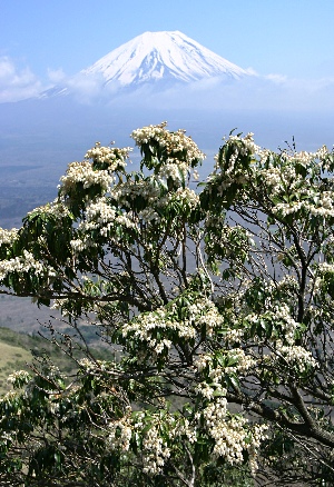 四季の山野草（アセビ）