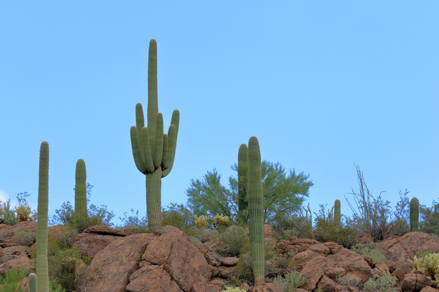 柱サボテン］ケレウス（カーネギア）・ギガンティア（弁慶柱