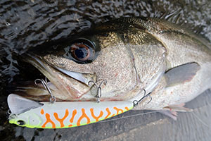 LONGIN PRODUCTS WAKEY BOO