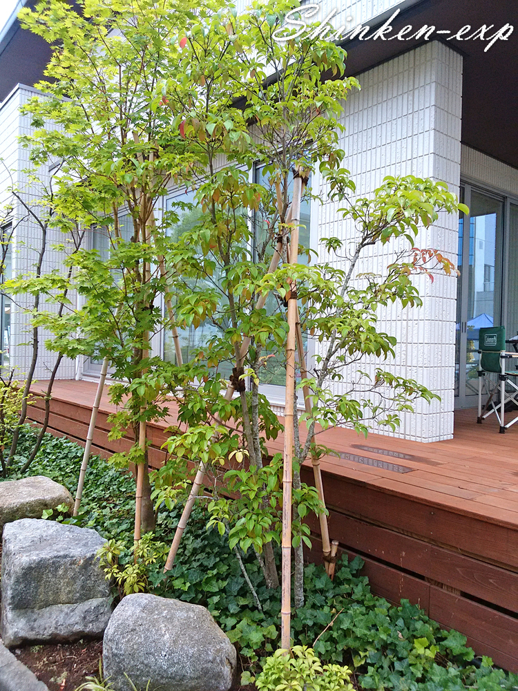 ソヨゴ』人気のシンボルツリ― 常緑高木 | ガーデン&エクステリア工事