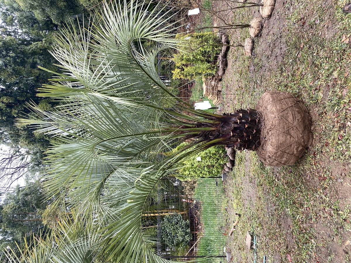 施工事例詳細 | Palmshop1184 |埼玉県深谷市でヤシの木販売